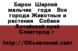 Барон (Шарпей), мальчик 3 года - Все города Животные и растения » Собаки   . Алтайский край,Славгород г.